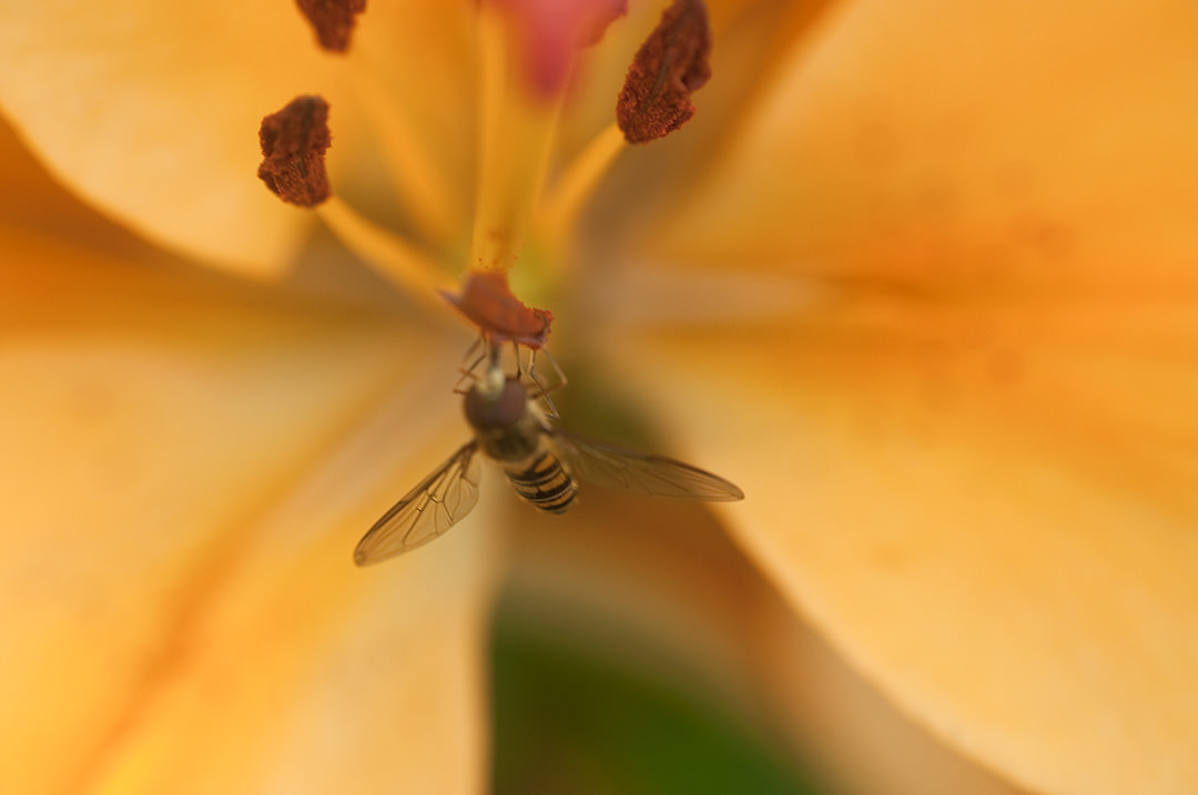Nahaufnahme eines Insects auf einer Blume