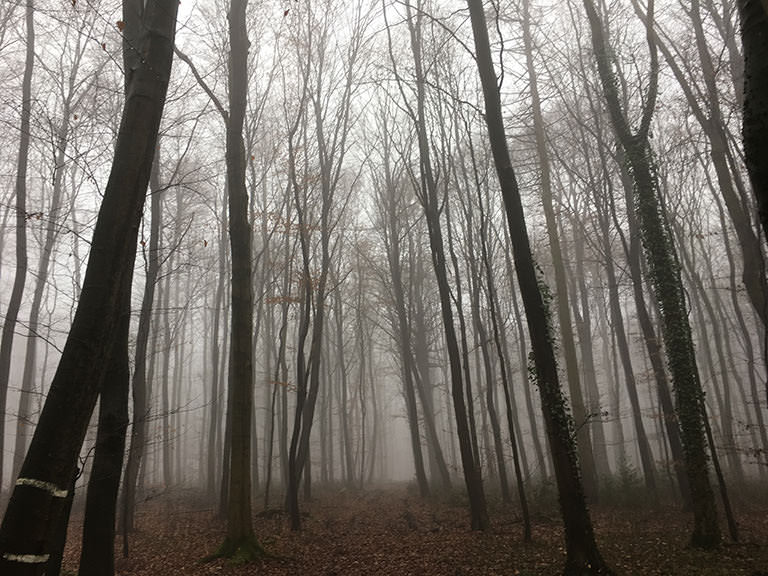 Photgrafie eines Waldes im Nebel
